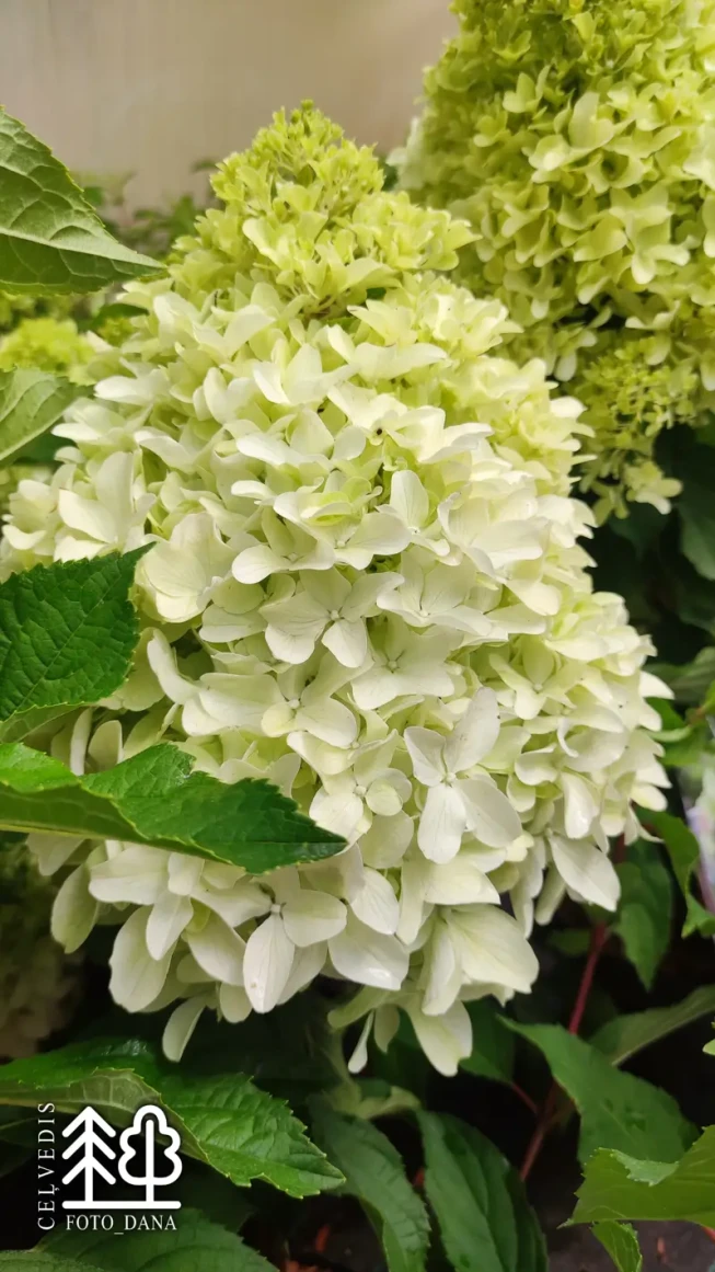 Hydrangea paniculata   'Little Fresco'